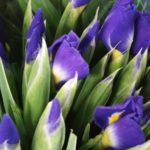 snijbloemen iris