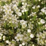 snijbloemen wax flower