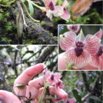 devil orchidee