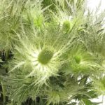 eryngium white green