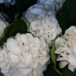 vers bloemen hortensia