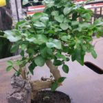 leuke planten bonsai