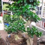 leuke planten bonsai