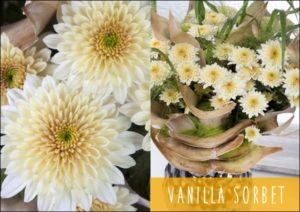 chrysant-vanilla-sorbet